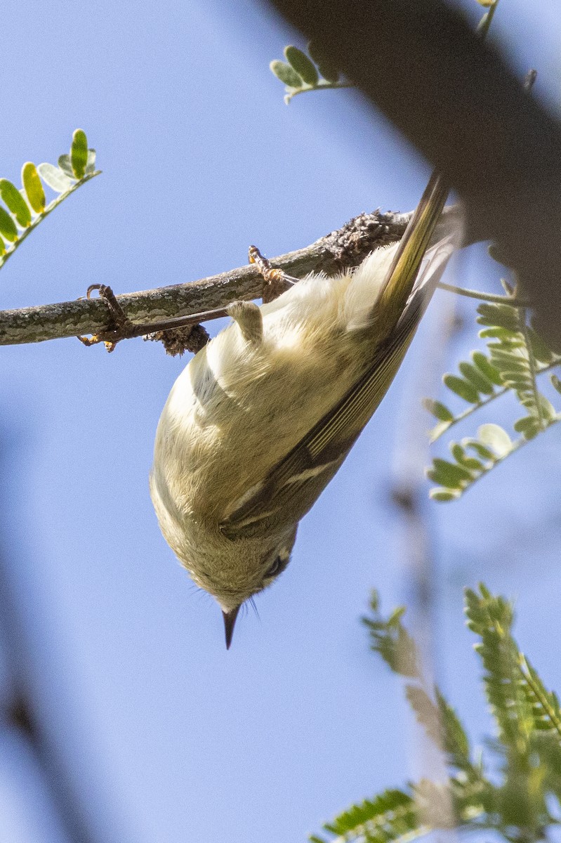 rubinfuglekonge - ML646382513