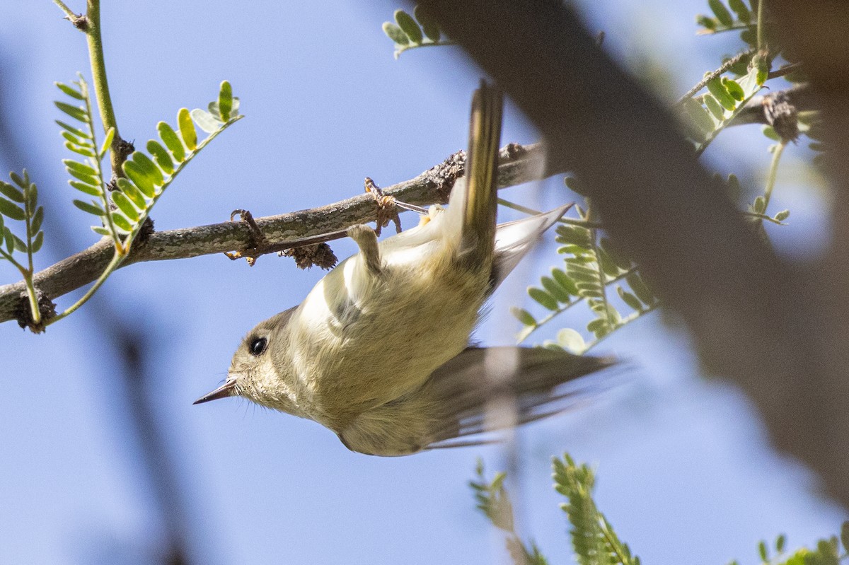 rubinfuglekonge - ML646382514