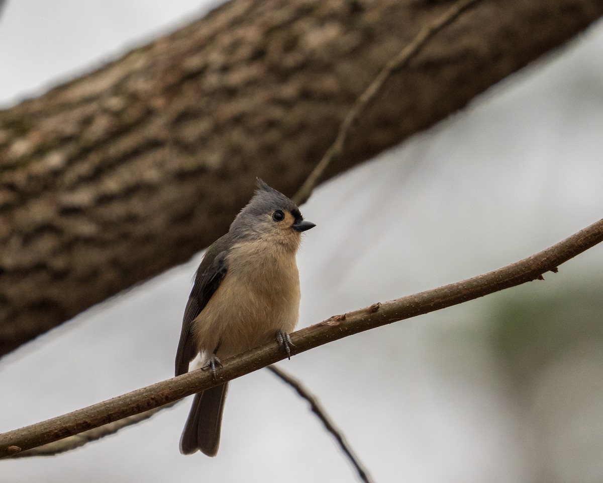 Tufted Titmouse - ML646382517