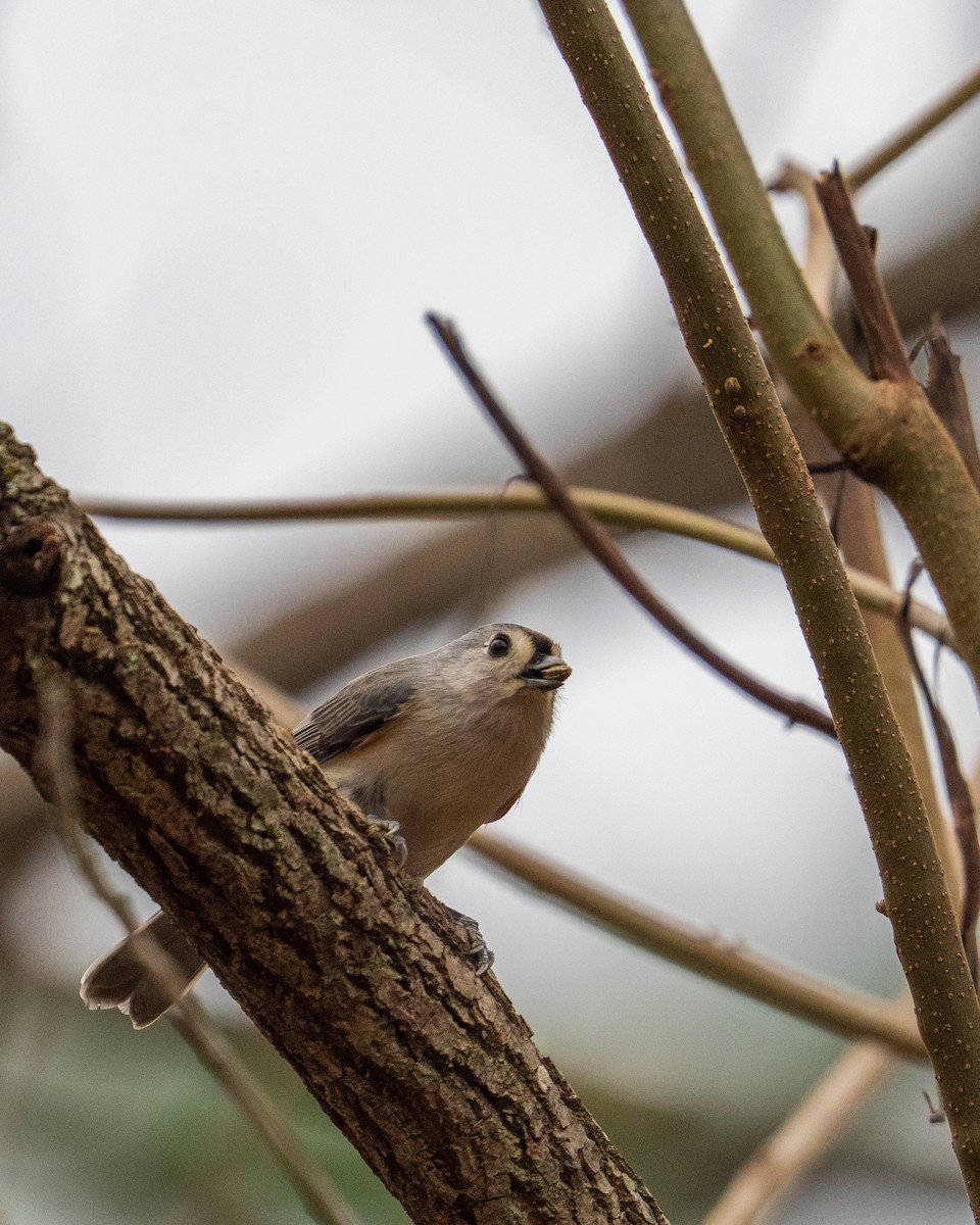 Tufted Titmouse - ML646382518