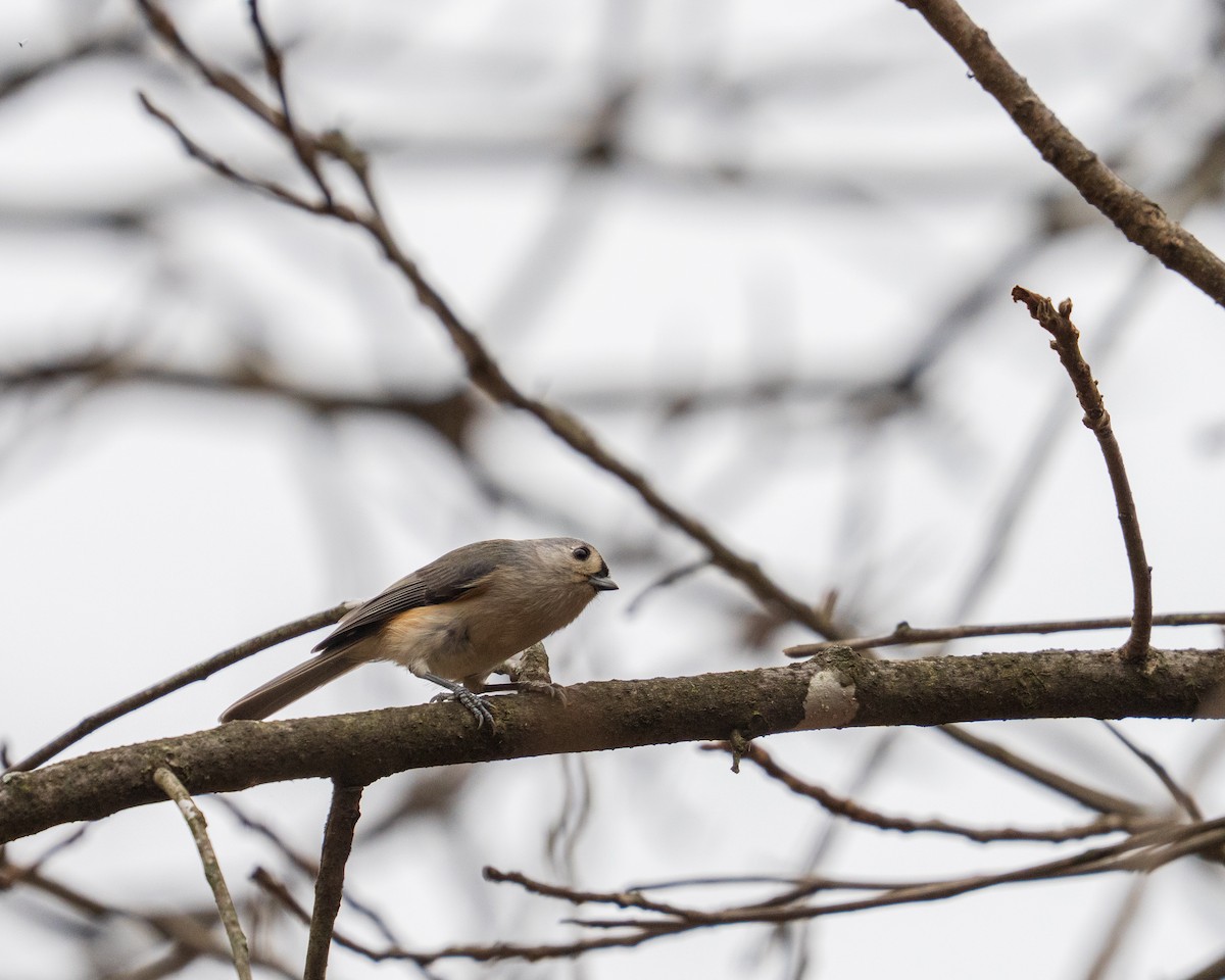 Tufted Titmouse - ML646382519
