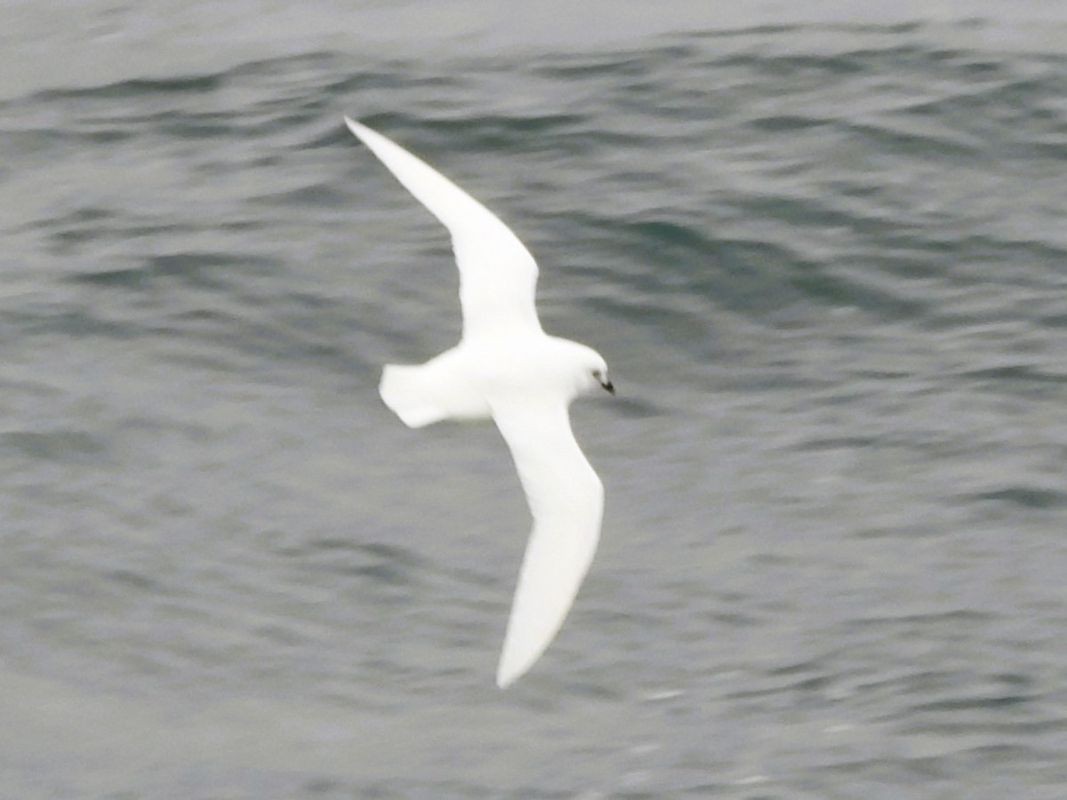 Petrel Níveo - ML646382521