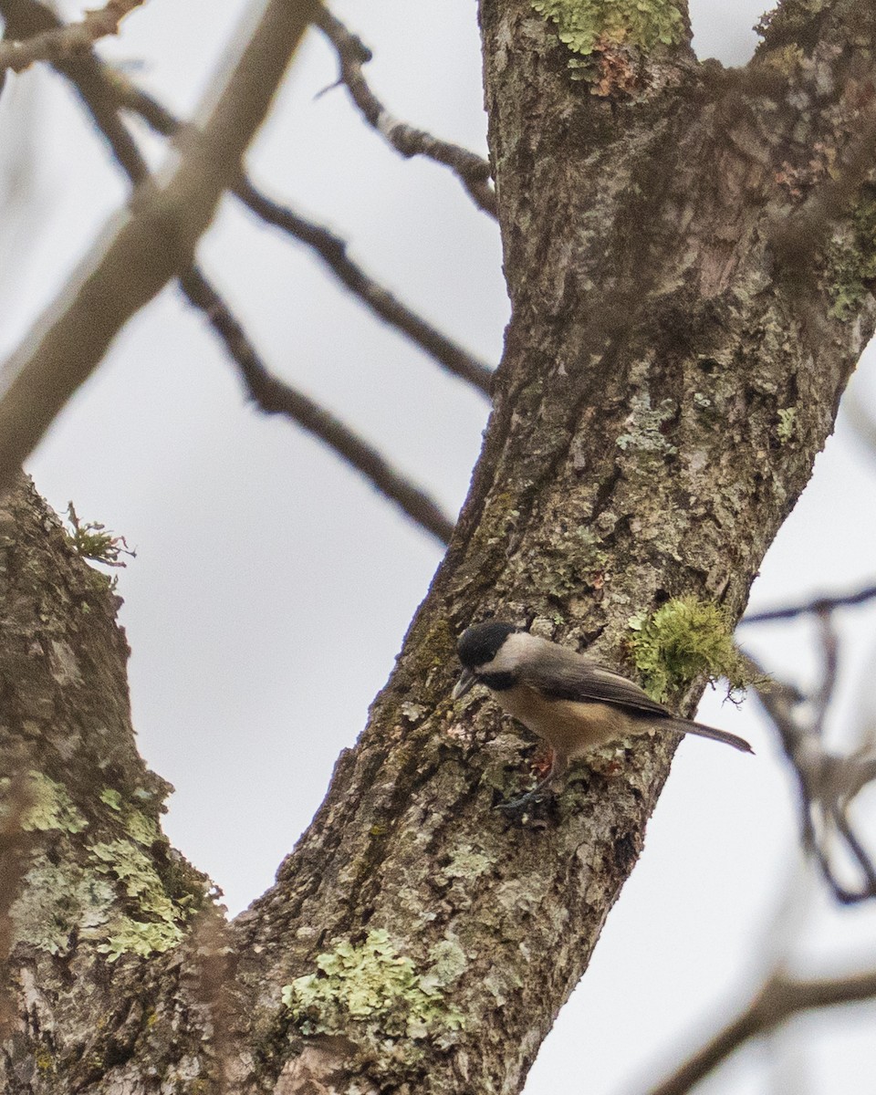 Carolina Chickadee - ML646382522