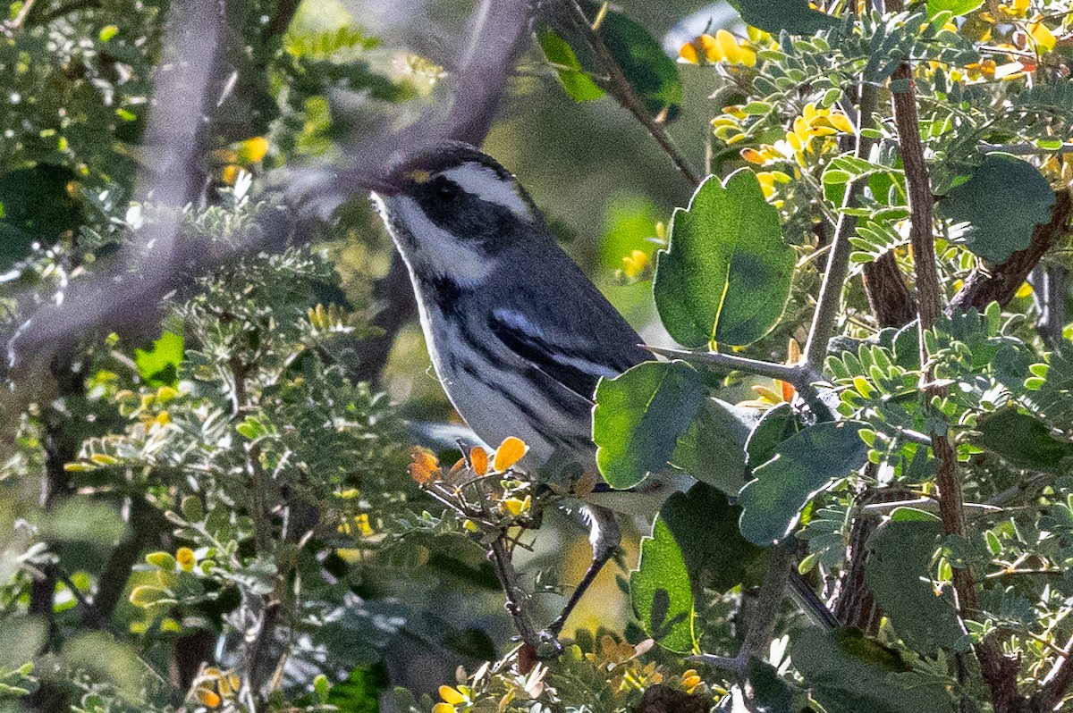 gråparula - ML646382523