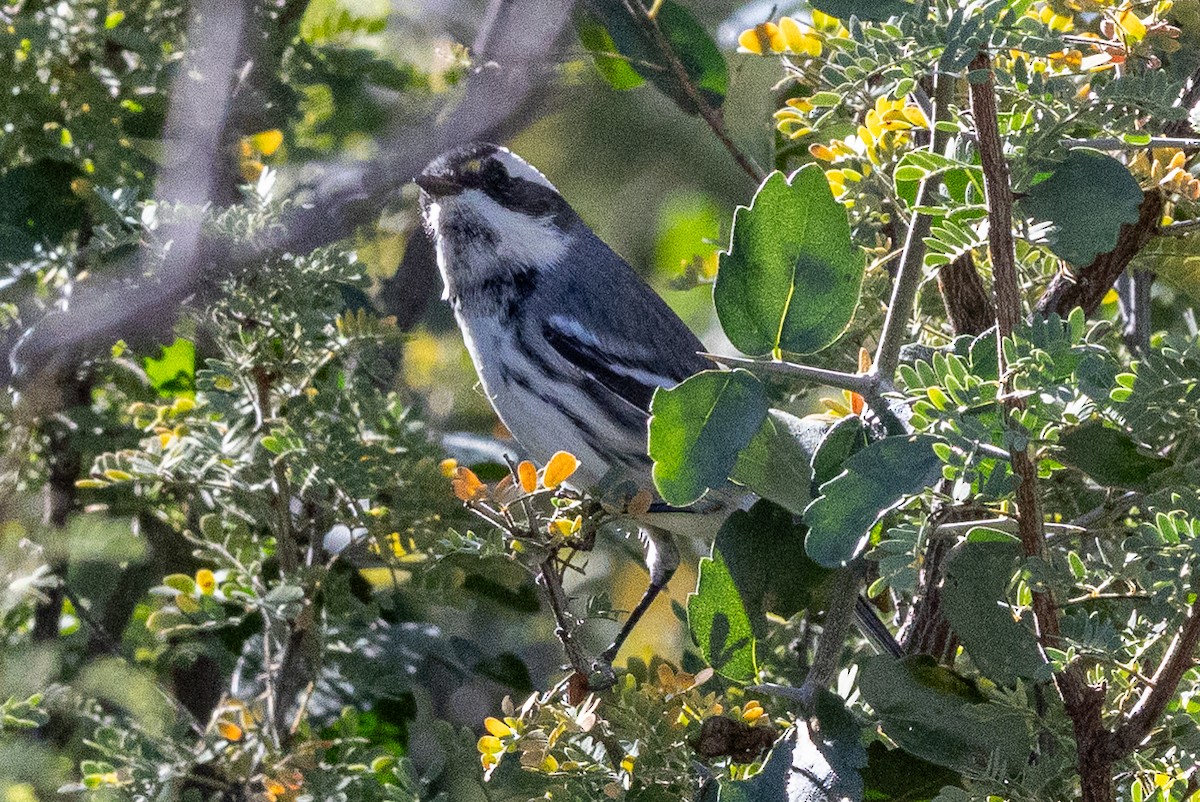 gråparula - ML646382524