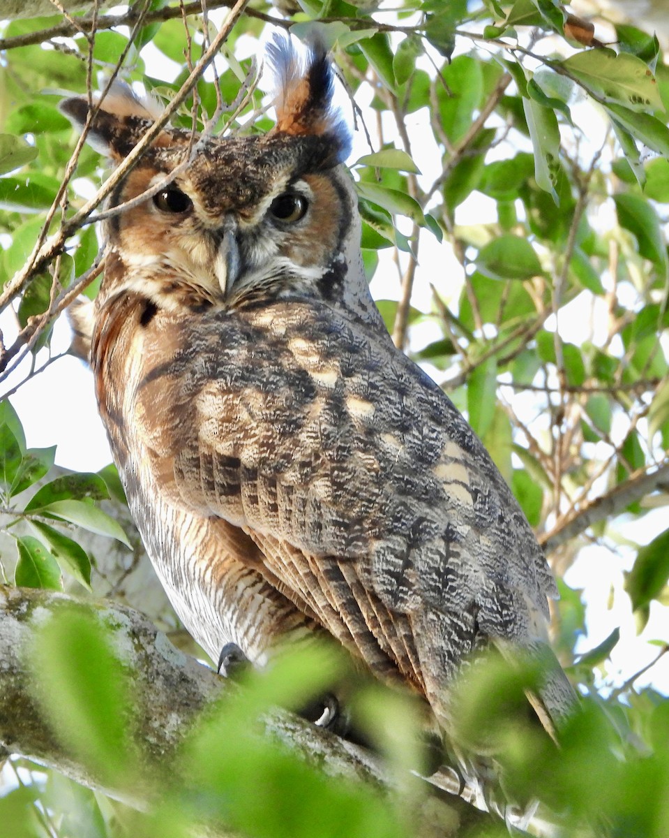 Great Horned Owl - ML646382529