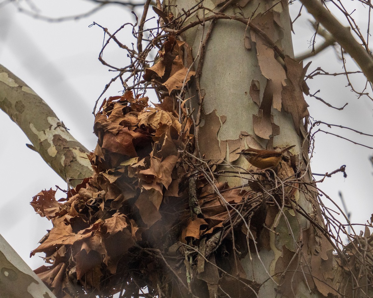 Carolina Wren - ML646382532