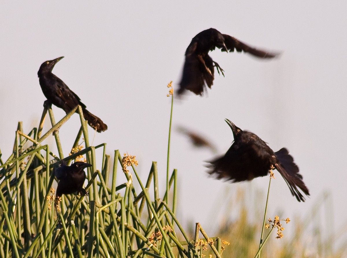 Great-tailed Grackle - ML646382533