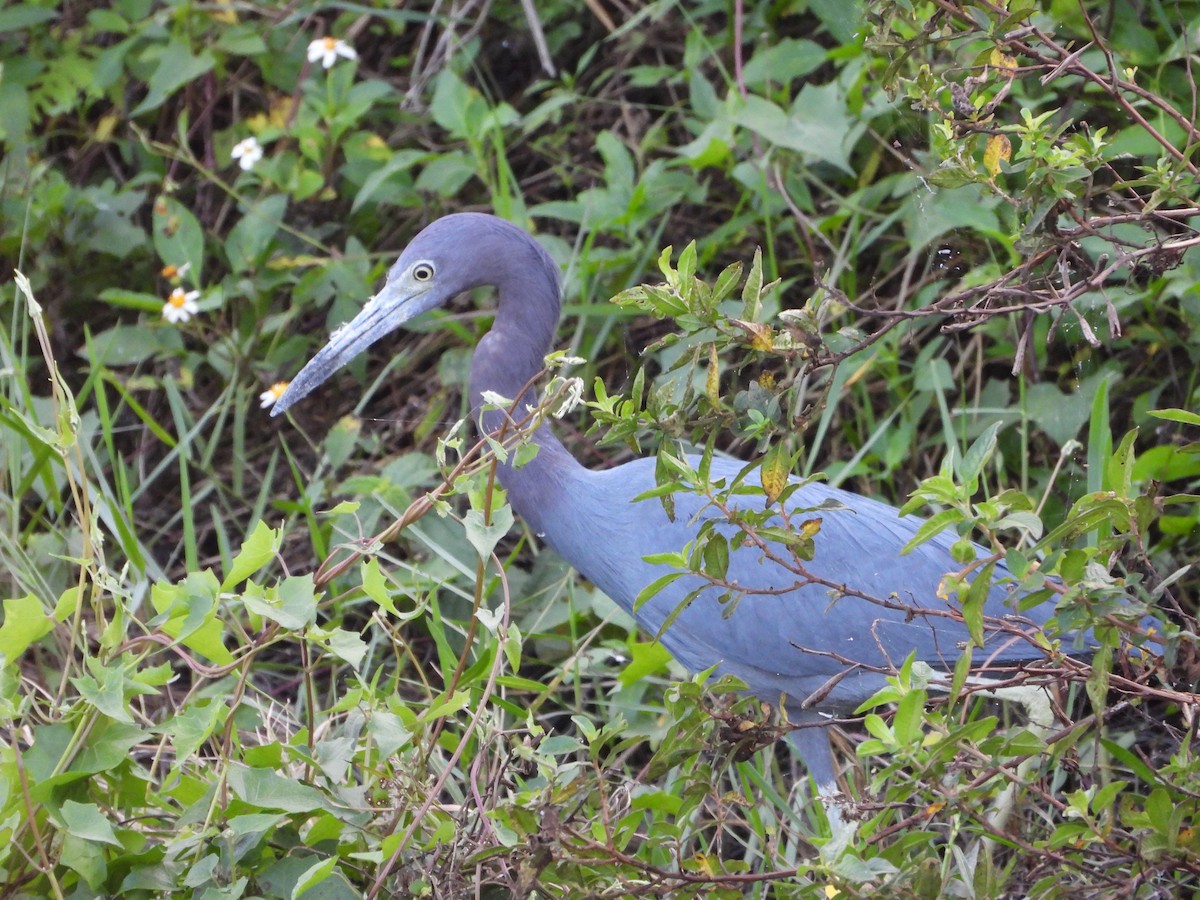 blåhegre - ML646382541