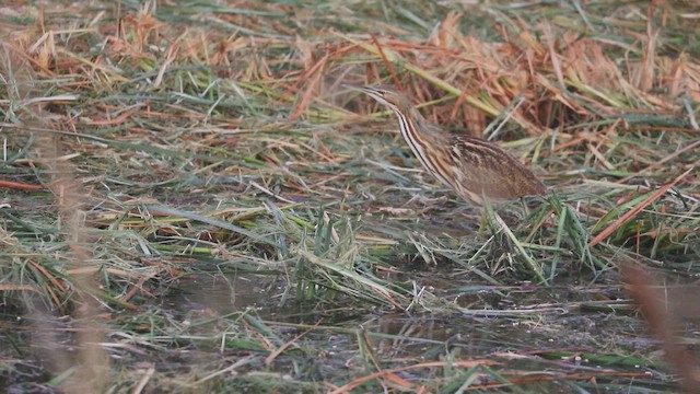 amerikarørdrum - ML646382547