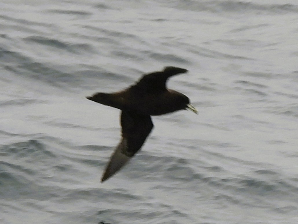 hvithakepetrell - ML646382550