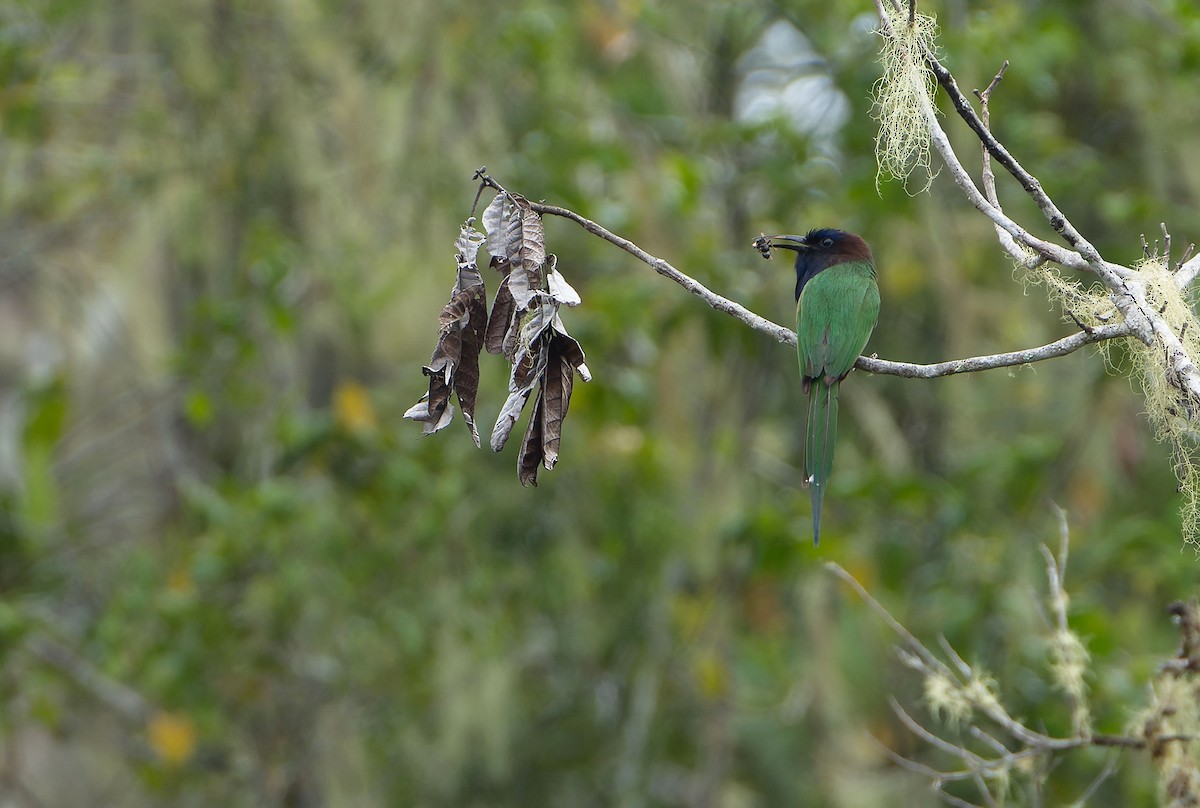 purpurbieter - ML646382552