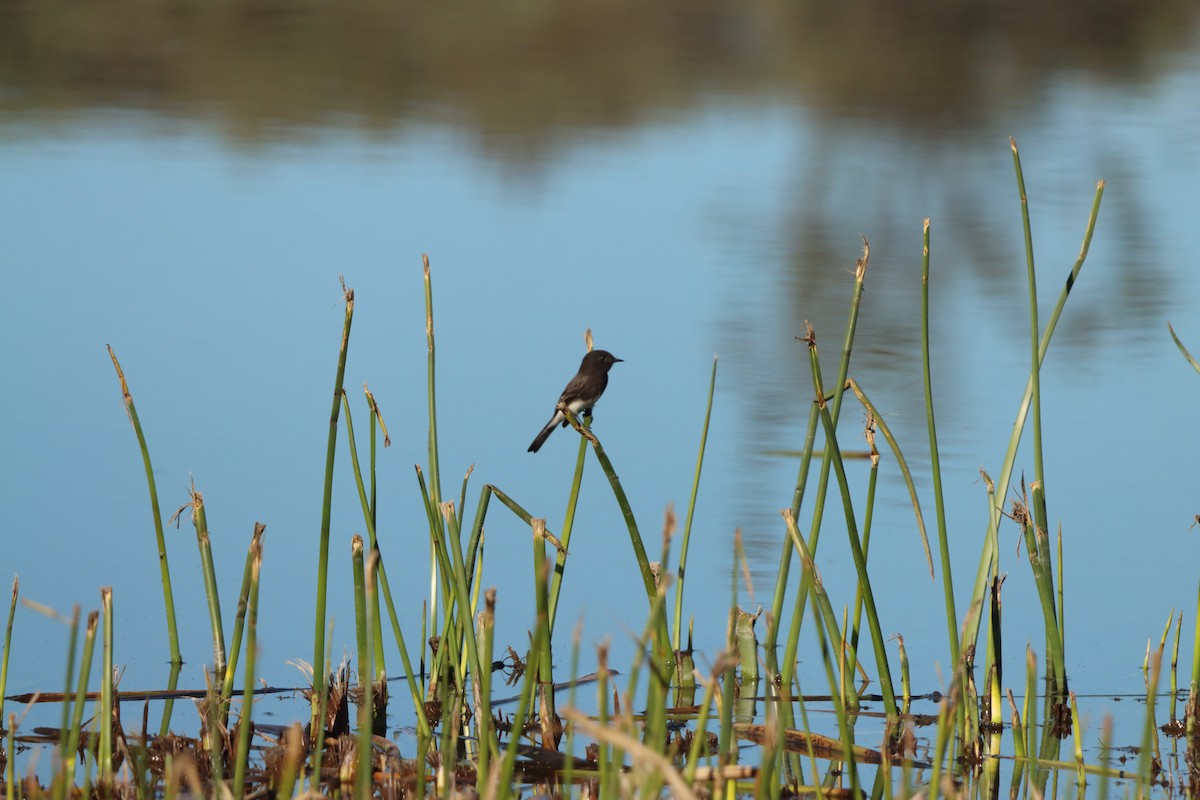 svartfibi - ML646382553