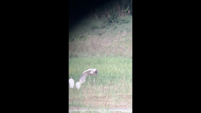 Jabiru - ML646382554