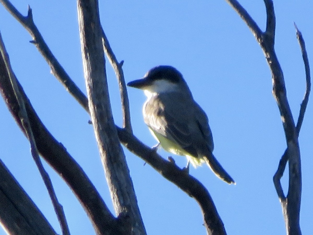 tykknebbkongetyrann - ML646382555