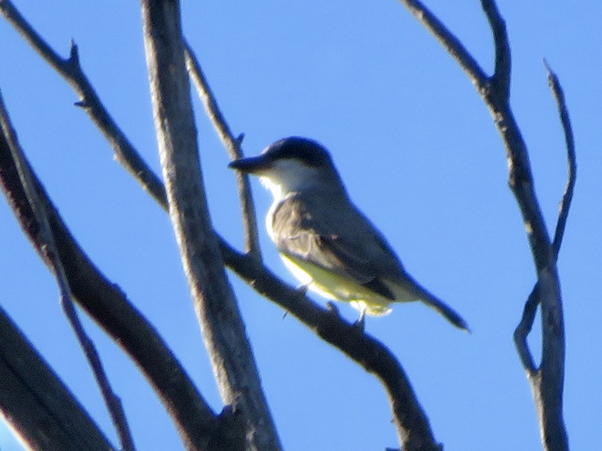 tykknebbkongetyrann - ML646382556