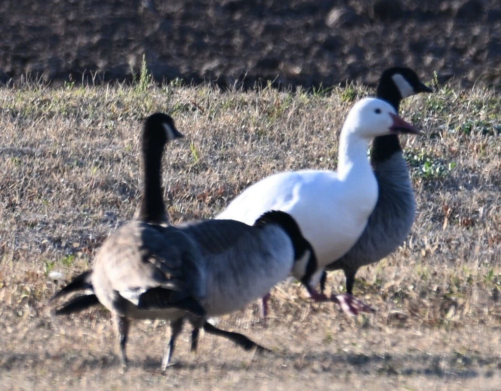 snøgås - ML646382557