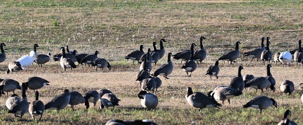 snøgås - ML646382558