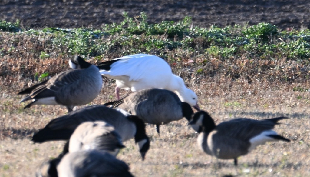 snøgås - ML646382559