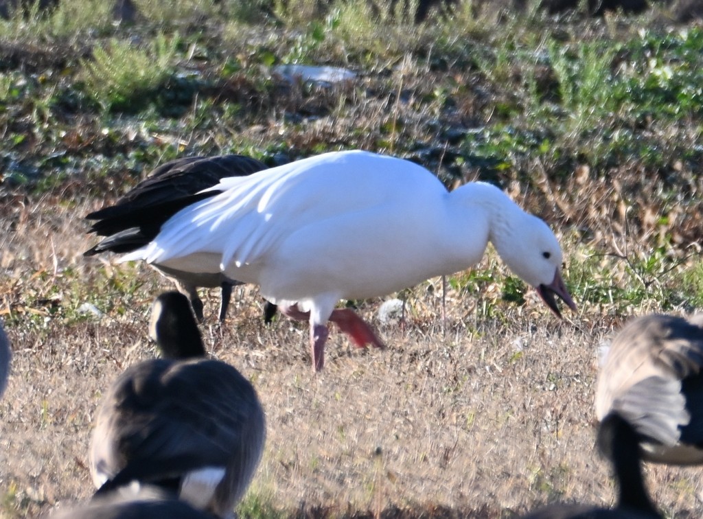 snøgås - ML646382560