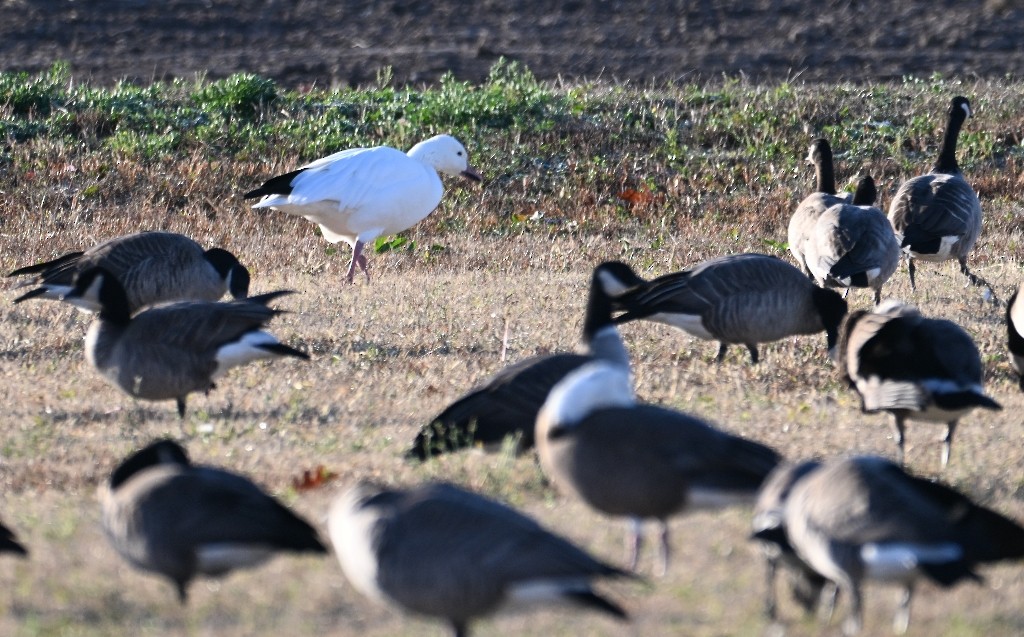 snøgås - ML646382561