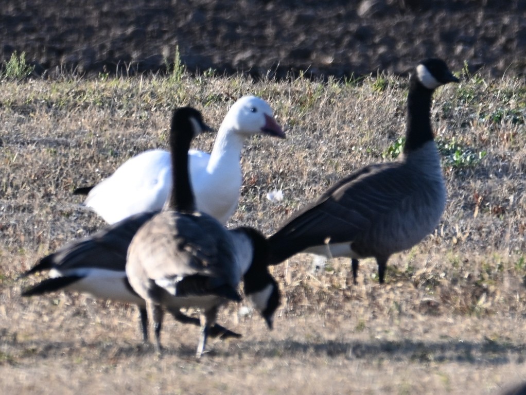 snøgås - ML646382562