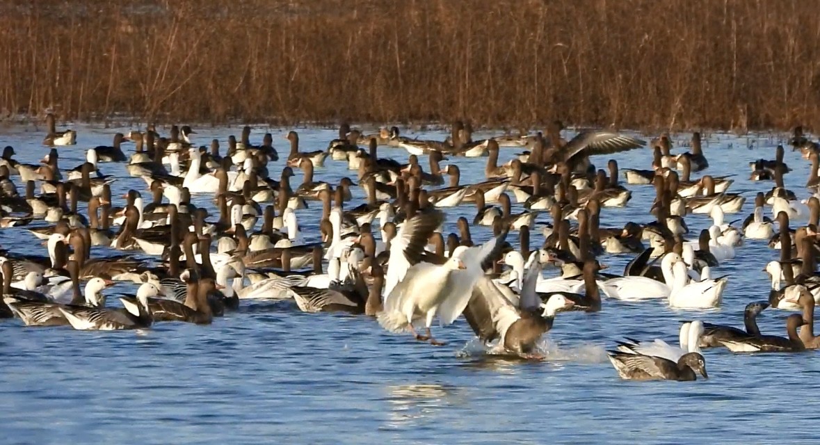 tundragås - ML646382563