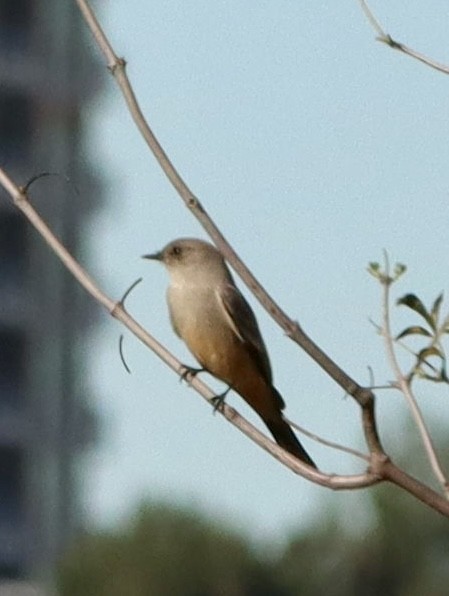 brunfibi - ML646382565