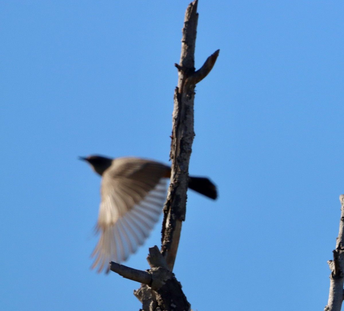 brunfibi - ML646382566