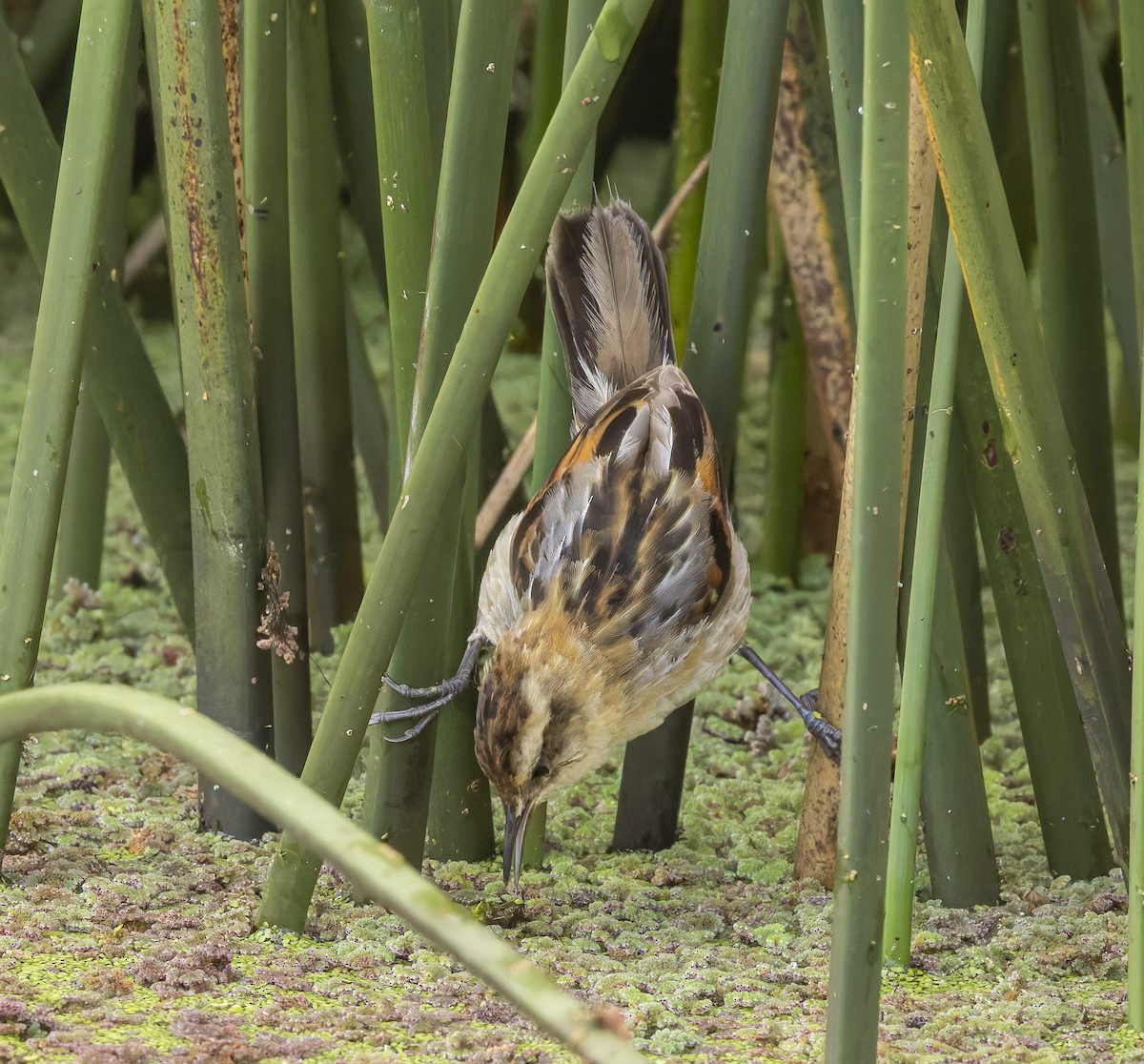 sivkryper - ML646382567