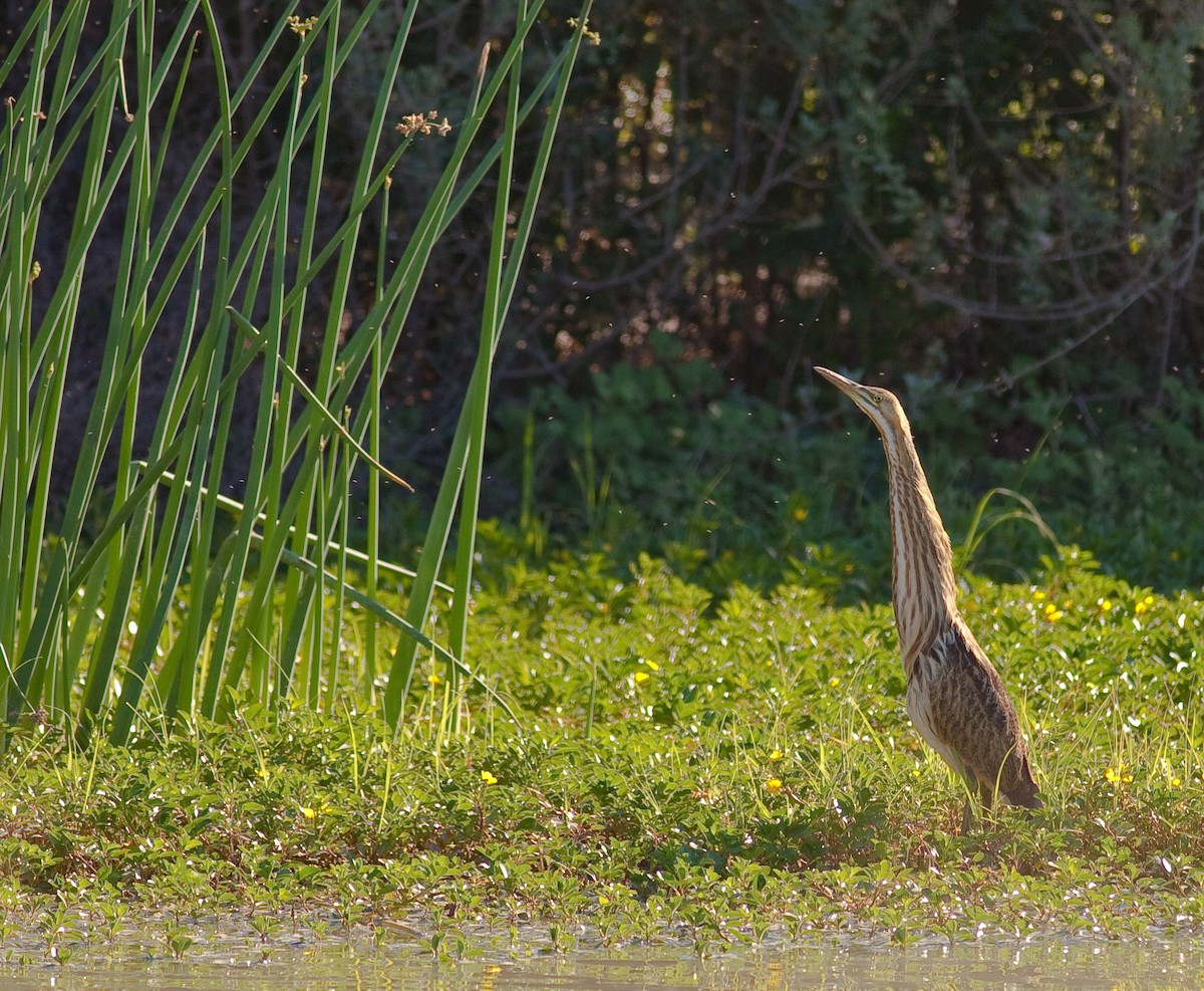 amerikarørdrum - ML646382569