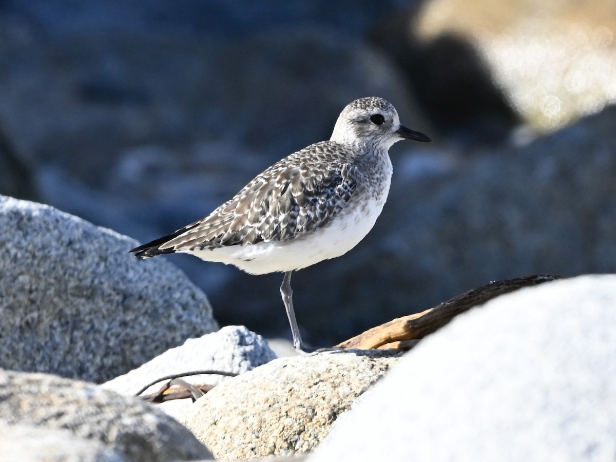 tundralo - ML646382571