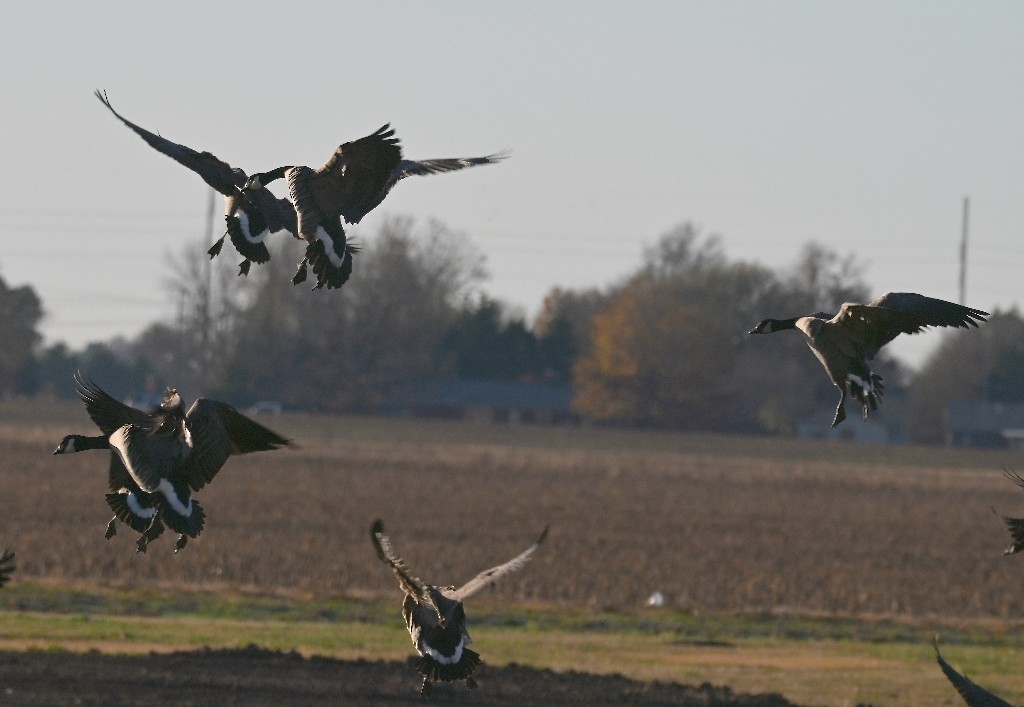 polargås - ML646382573