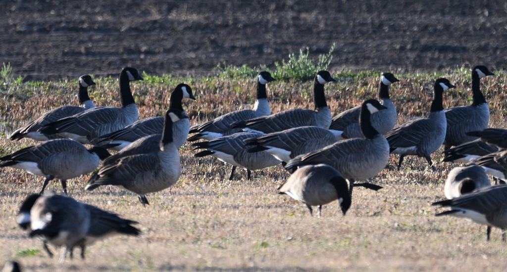 polargås - ML646382574