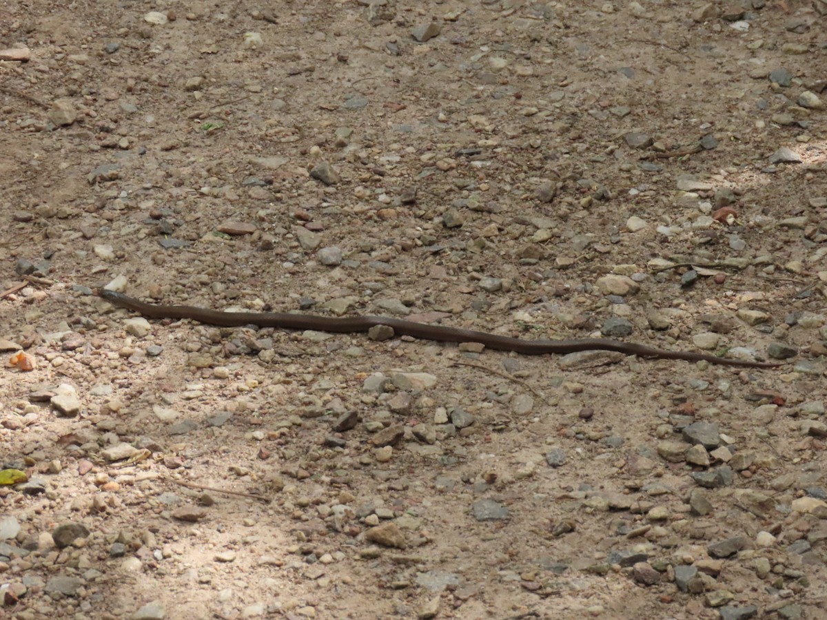 動物界 - ML646382576