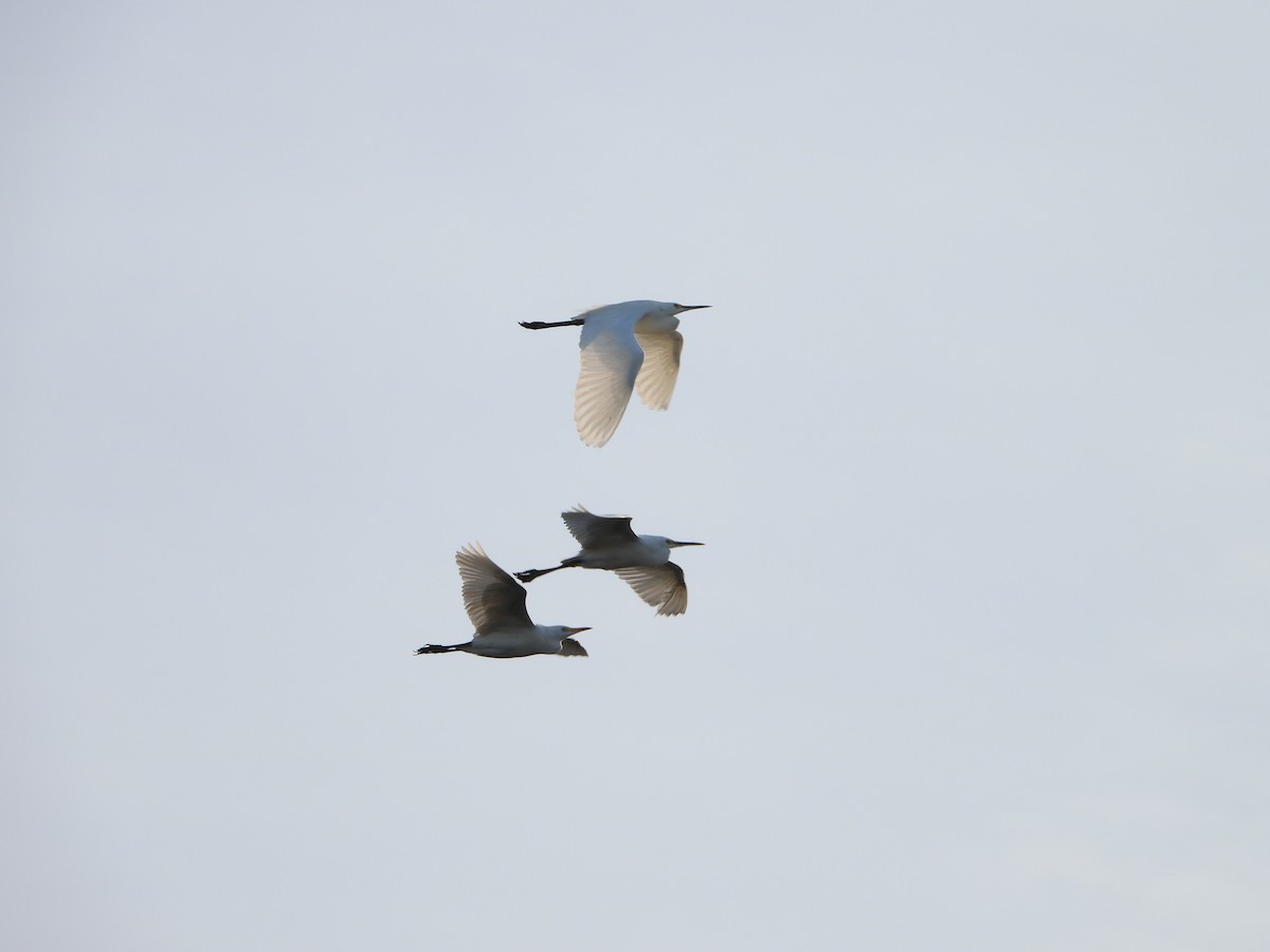 Western Cattle-Egret - ML646382577