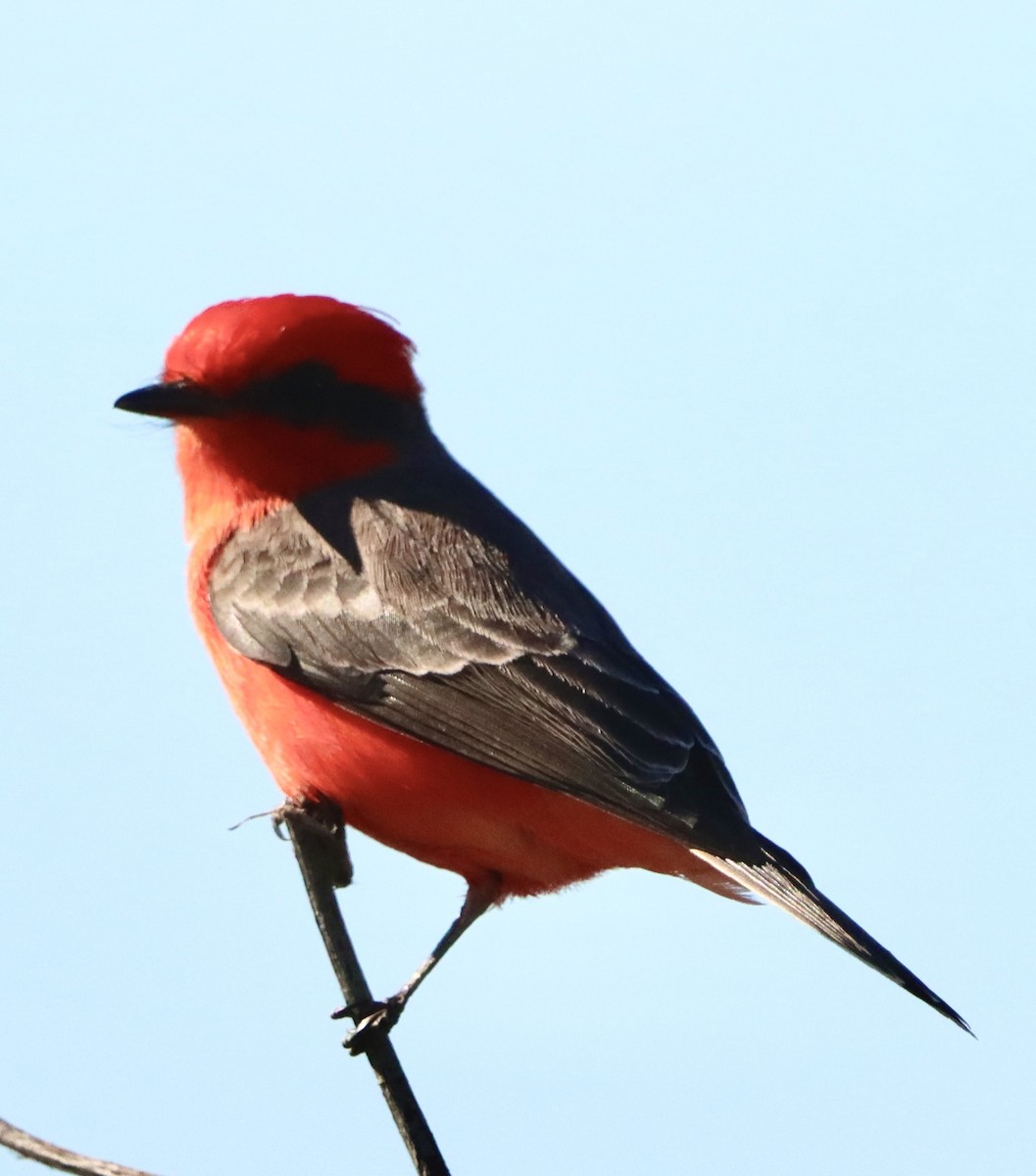 Vermilion Flycatcher - ML646382578