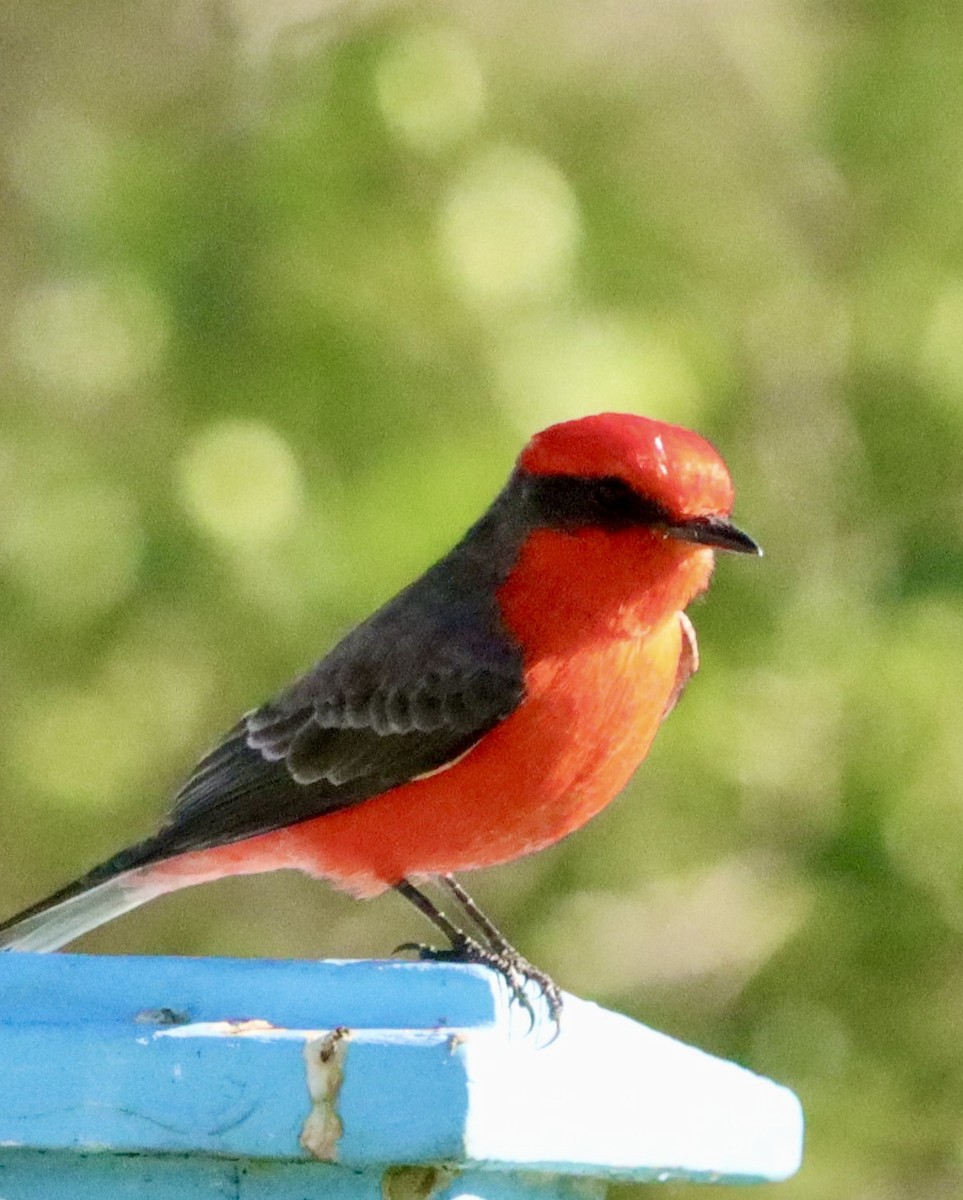 Vermilion Flycatcher - ML646382579