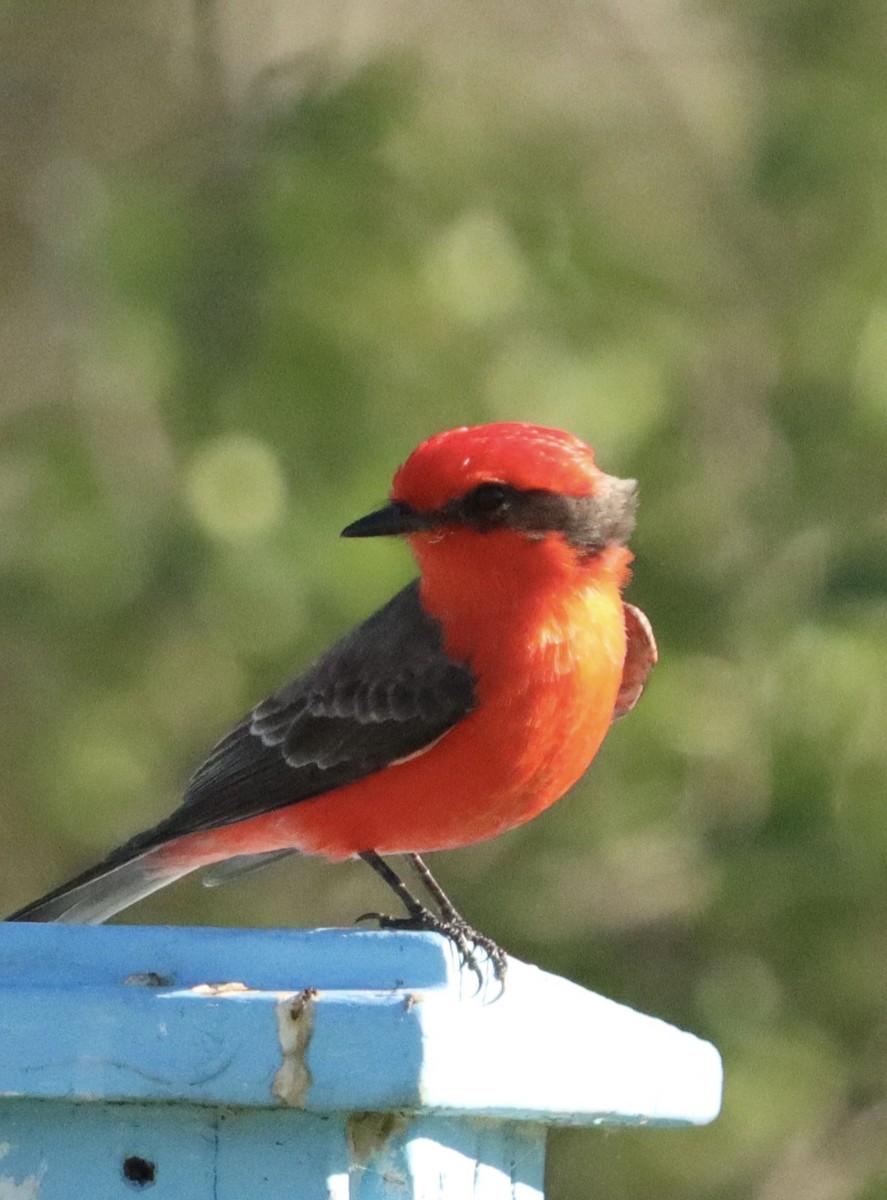 Vermilion Flycatcher - ML646382580