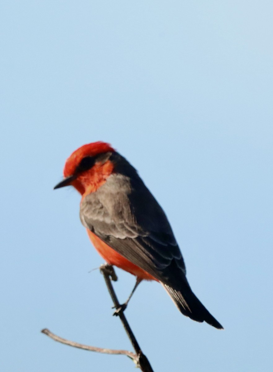 Vermilion Flycatcher - ML646382581