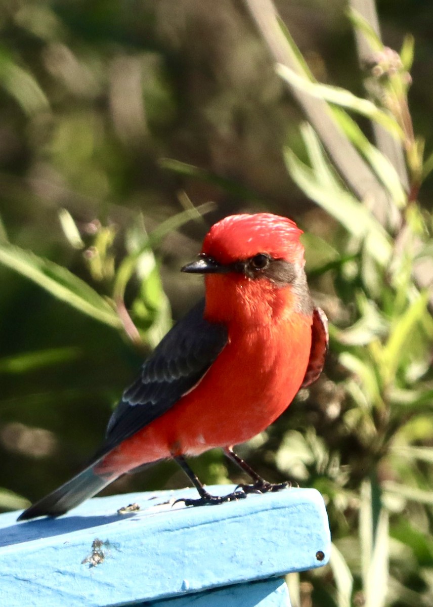 Vermilion Flycatcher - ML646382582