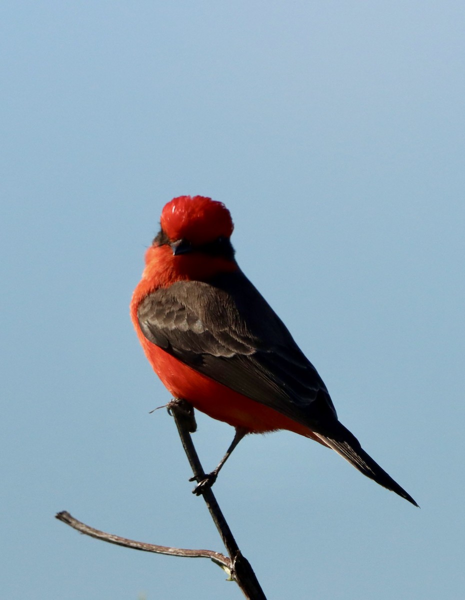 Vermilion Flycatcher - ML646382583