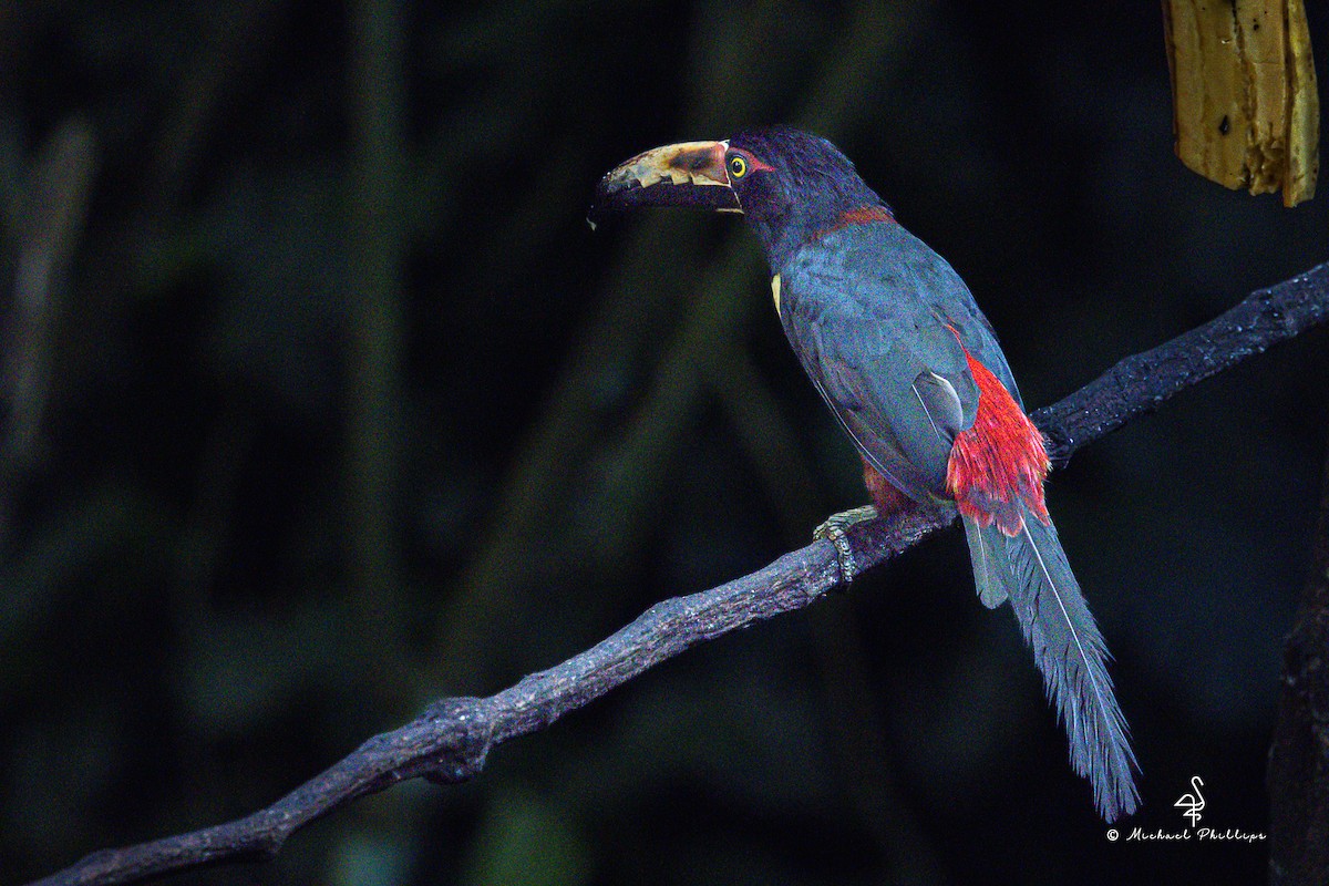 Collared Aracari - ML646382590