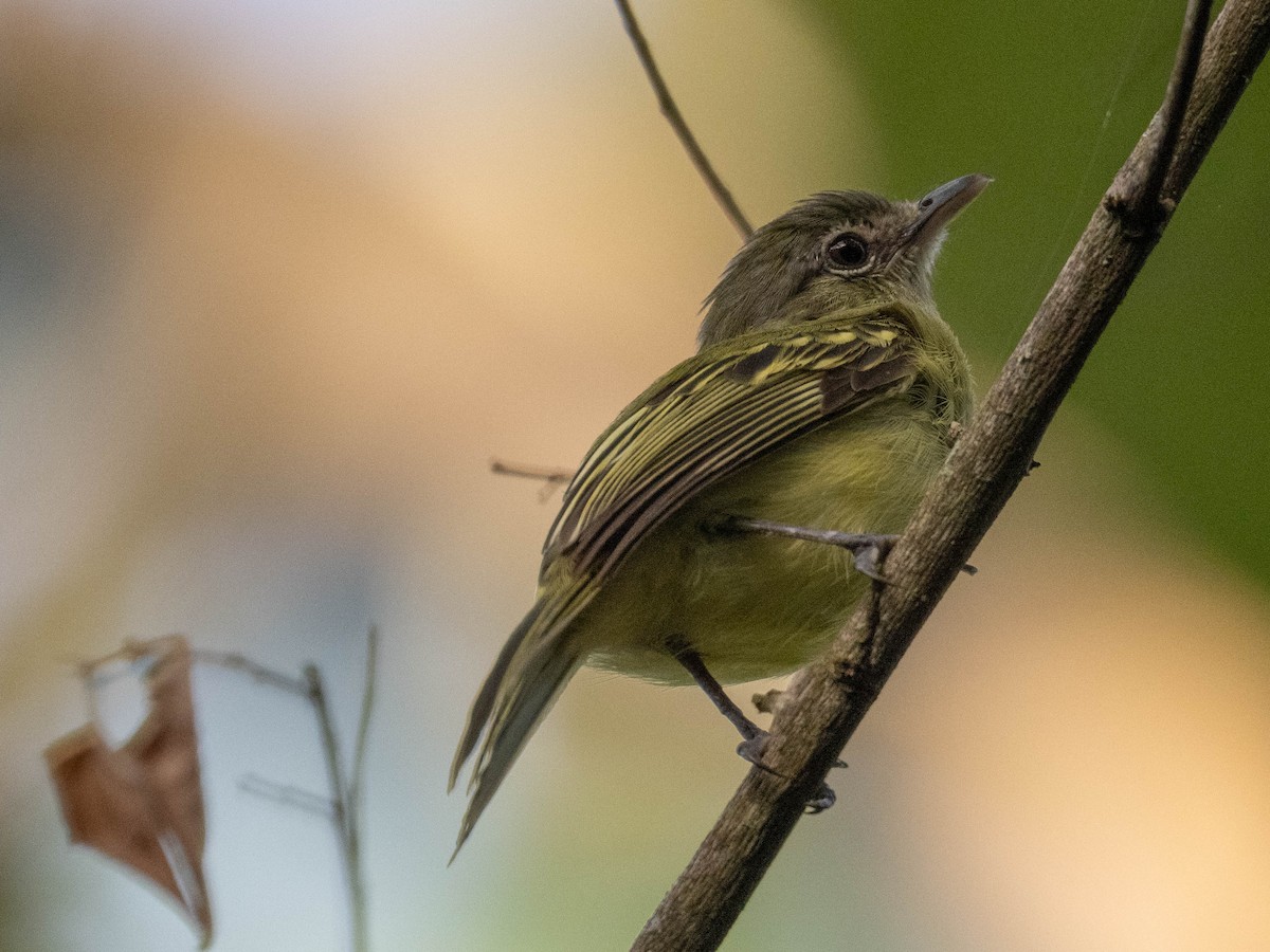 Yellow-olive Flatbill - ML646382591