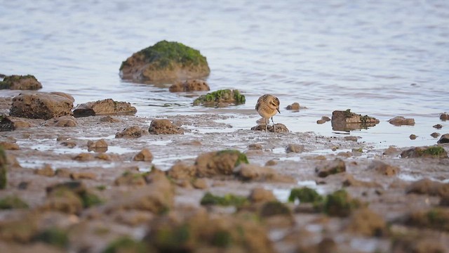 太平洋金斑鴴 - ML646382592