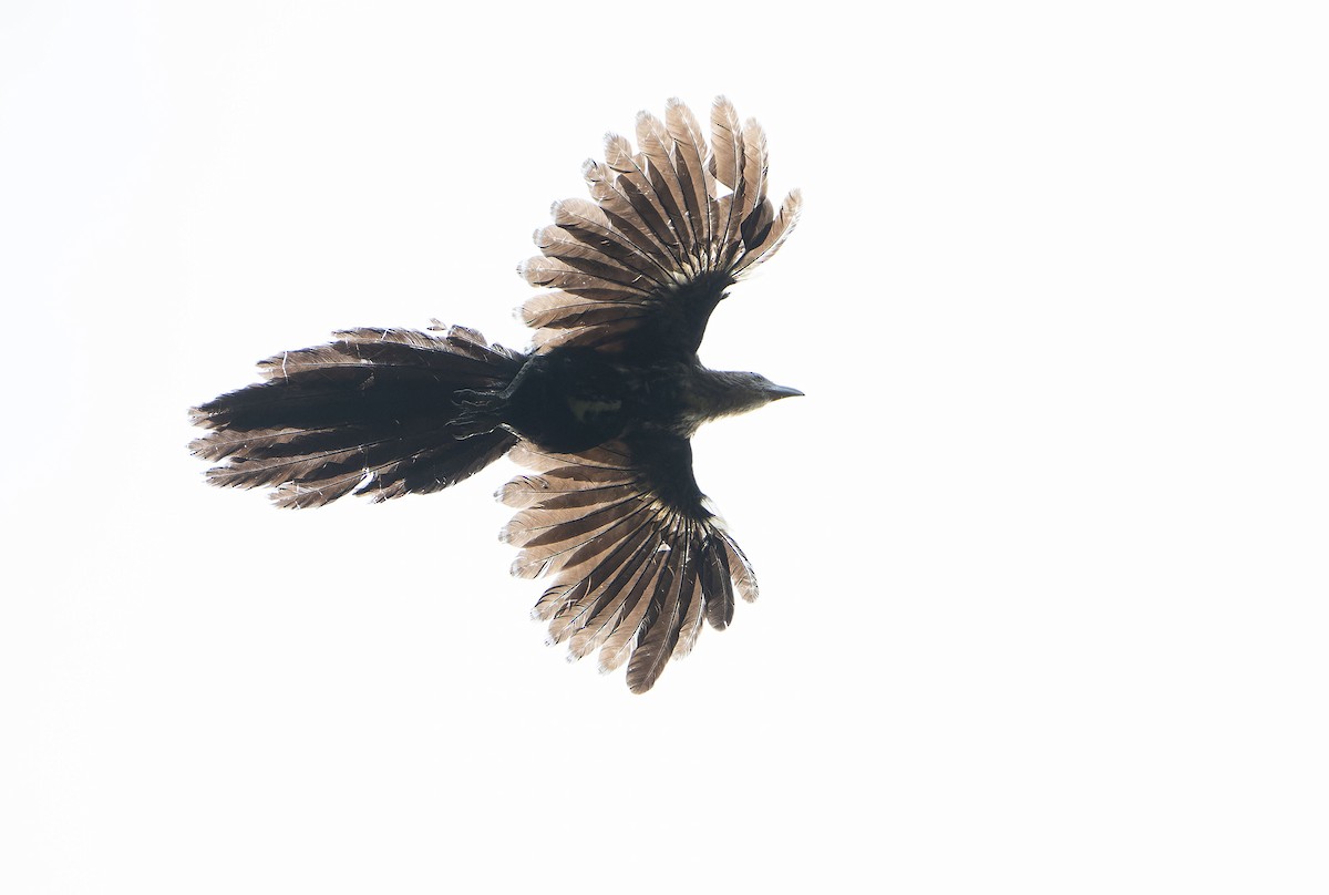 Goliath Coucal - ML646382593