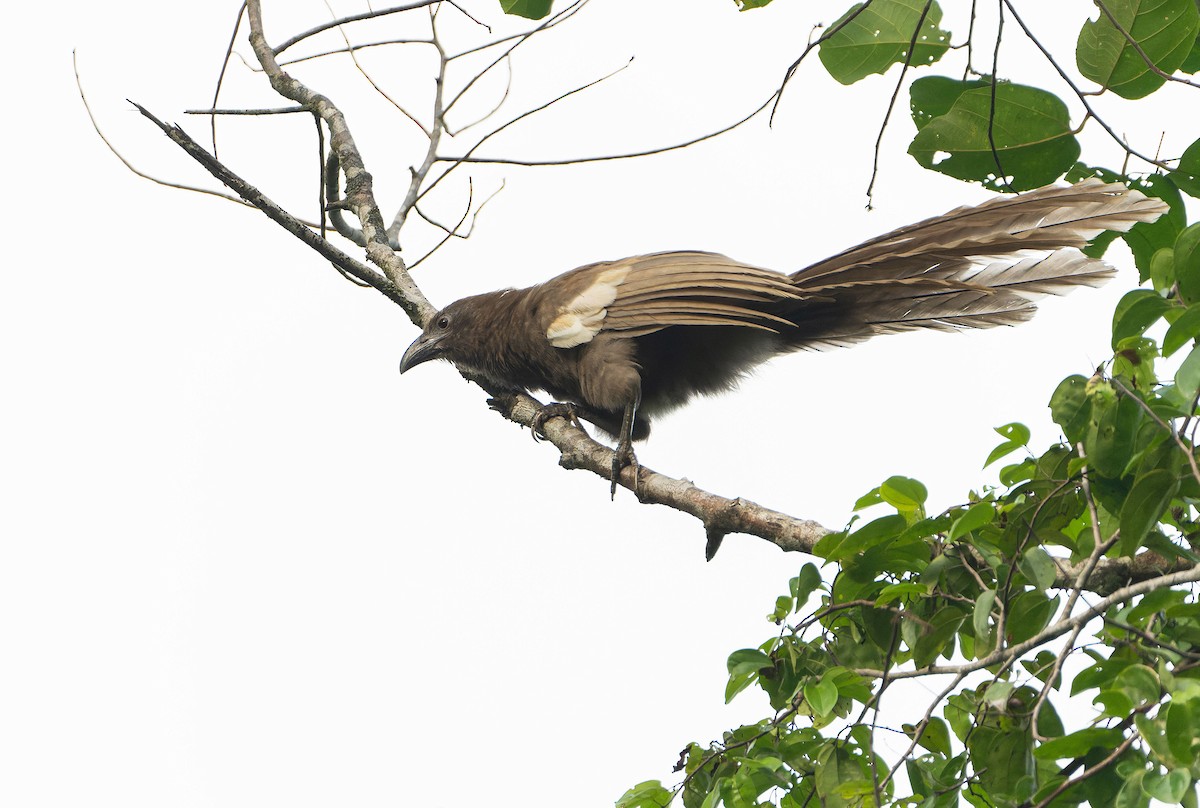 Goliath Coucal - ML646382594