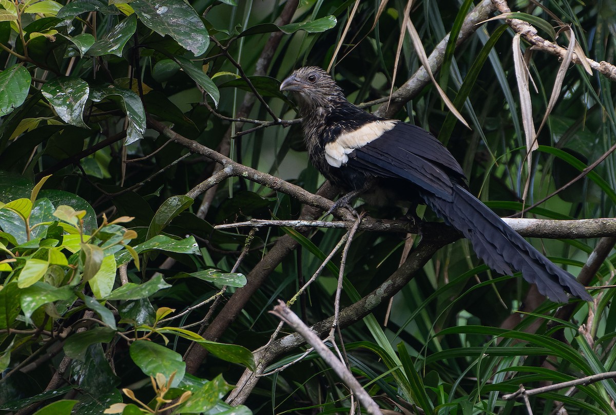 Goliath Coucal - ML646382595