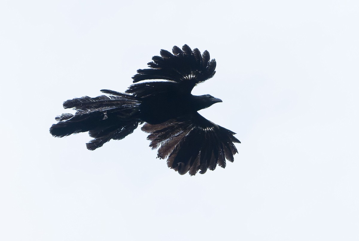 Goliath Coucal - ML646382596