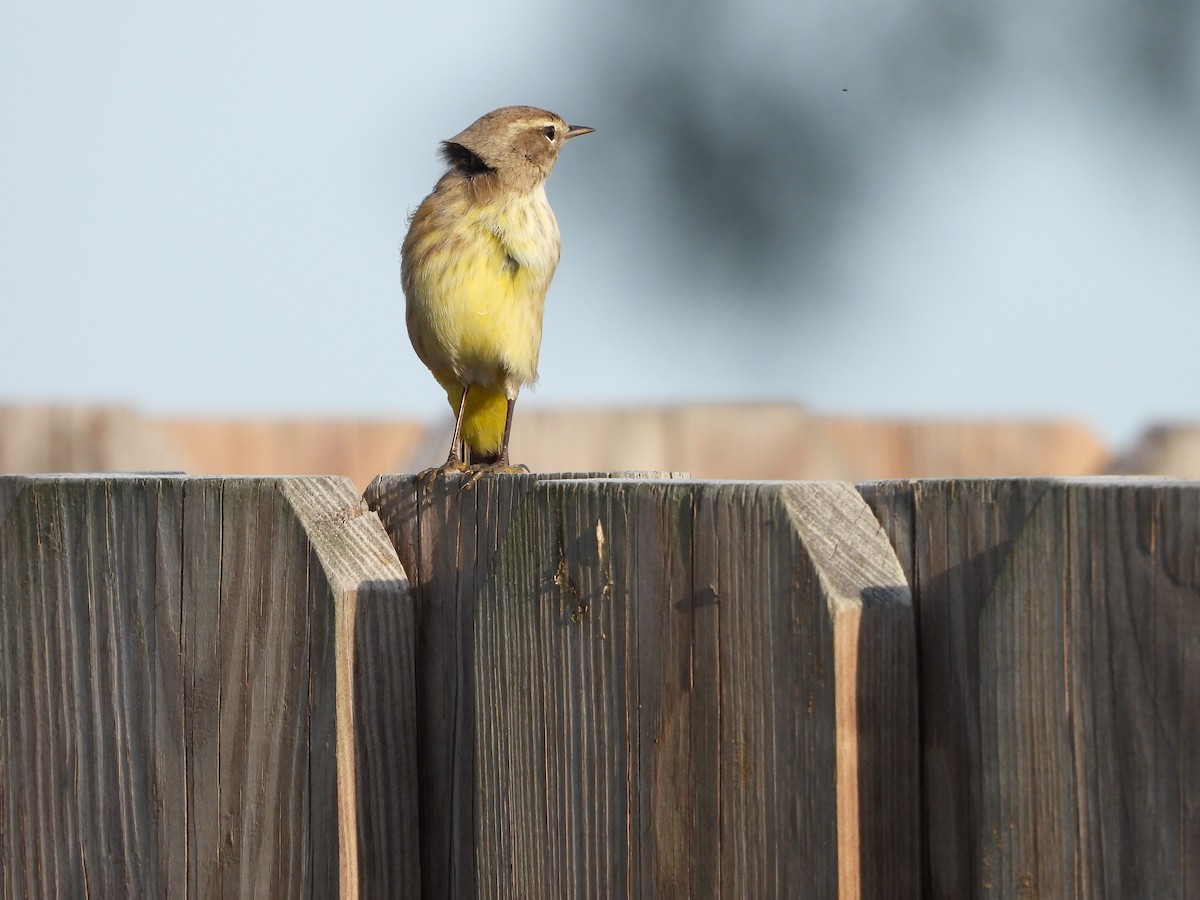 Palm Warbler - ML646382597